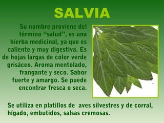 SALVIA
Su nombre proviene del
término “salud”, es una
hierba medicinal, ya que es
caliente y muy digestiva. Es
de hojas largas de color verde
grisáceo. Aroma mentolado,
frangante y seco. Sabor
fuerte y amargo. Se puede
encontrar fresca o seca.
Se utiliza en platillos de aves silvestres y de corral,
hígado, embutidos, salsas cremosas.
 