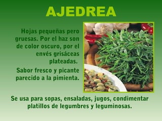 AJEDREA
Hojas pequeñas pero
gruesas. Por el haz son
de color oscuro, por el
envés grisáceas
plateadas.
Sabor fresco y picante
parecido a la pimienta.
Se usa para sopas, ensaladas, jugos, condimentar
platillos de legumbres y leguminosas.
 