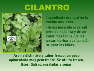 CILANTRO
Ingrediente esencial en la
cocina mexicana.
Hierba parecida al perejil
pero de hoja liza y de un
color más tenue. De las
pocas hierbas que también
se usan los tallos.
Aroma distintivo y sabor fresco, un poco
apimentado muy penetrante. Se utiliza fresco.
Usos: Salsas, ensaladas y sopas.
 