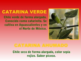 CATARINA VERDE
Chile verde de forma alargada.
Conocido como catarinita. Se
cultiva en Aguascalientes y en
el Norte de México.
CATARINA AHUMADO
Chile seco de forma alargada, color sepia
rojizo. Sabor picoso.
 