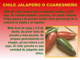 Mide 6cm de largo y 2.5 de
ancho. Su picor varía de
picante a muy picante. Se
prepara generalmente en
vinagre, ya sea entero o en
rajas. El chile jarocho es una
variedad de jalapeño más
chico.
CHILE JALAPEÑO O CUARESMEÑO
Chile de color verde y que al madurar cambia a color
rojo. De tamaño mediano, carnoso y de punta redonda.
Pulpa jugosa y de picante medio. Gran porcentaje de la
cosecha se enlata y se exporta.
 