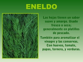 ENELDO
Las hojas tienen un sabor
suave y amargo. Usado
fresco o seco;
generalmente en platillos
de pescado.
También para aromatizar el
vinagre y las conservas.
Con huevos, tomate,
papas, ternera, y verduras.
 