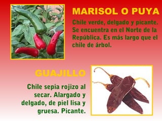 MARISOL O PUYA
Chile verde, delgado y picante.
Se encuentra en el Norte de la
República. Es más largo que el
chile de árbol.
GUAJILLO
Chile sepia rojizo al
secar. Alargado y
delgado, de piel lisa y
gruesa. Picante.
 