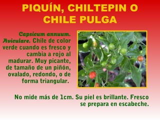 PIQUÍN, CHILTEPIN O
CHILE PULGA
Capsicum annuum.
Aviculare. Chile de color
verde cuando es fresco y
cambia a rojo al
madurar. Muy picante,
de tamaño de un piñón,
ovalado, redondo, o de
forma triangular.
No mide más de 1cm. Su piel es brillante. Fresco
se prepara en escabeche.
 