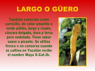 LARGO O GÜERO
También conocido como
carricillo, de color amarillo o
verde pálido, largo y rizado,
cáscara delgada, dura y tersa
pero ondulada. Tiene sabor
suave a picante. Se utiliza
fresco o en conserva cuando
se cultiva en Yucatán recibe
el nombre Maya X-Cat-Ik.
 