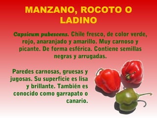 MANZANO, ROCOTO O
LADINO
Paredes carnosas, gruesas y
jugosas. Su superficie es lisa
y brillante. También es
conocido como garrapato o
canario.
Capsicum pubescens. Chile fresco, de color verde,
rojo, anaranjado y amarillo. Muy carnoso y
picante. De forma esférica. Contiene semillas
negras y arrugadas.
 