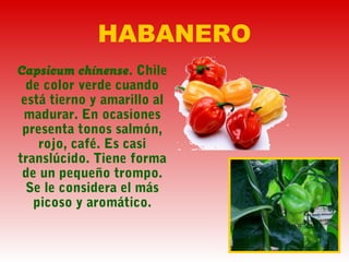 HABANERO
Capsicum chínense. Chile
de color verde cuando
está tierno y amarillo al
madurar. En ocasiones
presenta tonos salmón,
rojo, café. Es casi
translúcido. Tiene forma
de un pequeño trompo.
Se le considera el más
picoso y aromático.
 