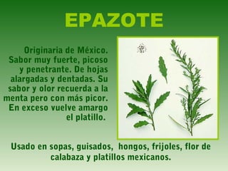 EPAZOTE
Originaria de México.
Sabor muy fuerte, picoso
y penetrante. De hojas
alargadas y dentadas. Su
sabor y olor recuerda a la
menta pero con más picor.
En exceso vuelve amargo
el platillo.
Usado en sopas, guisados, hongos, frijoles, flor de
calabaza y platillos mexicanos.
 