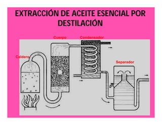 EXTRACCIÓN DE ACEITE ESENCIAL POR 
DESTILACIÓN 
Cuerpo Condensador 
Separador 
Caldero 
 
