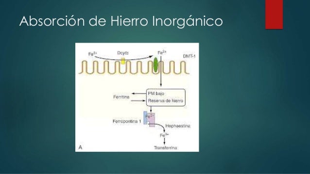 Aprender cómo curé mi dieta mediterránea película