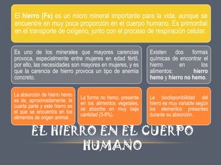 El hierro (Fe) es un micro mineral importante para la vida, aunque se
encuentre en muy poca proporción en el cuerpo humano. Es primordial
en el transporte de oxígeno, junto con el proceso de respiración celular.
Es uno de los minerales que mayores carencias
provoca, especialmente entre mujeres en edad fértil,
por ello, las necesidades son mayores en mujeres, y es
que la carencia de hierro provoca un tipo de anemia
concreto.

Existen dos formas
químicas de encontrar el
hierro
en
los
alimentos:
hierro
hemo y hierro no hemo.

La absorción de hierro hemo
es de, aproximadamente, la
cuarta parte y este hierro es
el que se encuentra en los
alimentos de origen animal.

La biodisponibilidad del
hierro es muy variable según
los elementos presentes
durante su absorción.

La forma no hemo, presente
en los alimentos vegetales,
se absorbe en muy baja
cantidad (3-8%).

EL HIERRO EN EL CUERPO
HUMANO

 