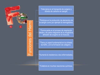 Funciones del Hierro

*Interviene en el transporte de oxígeno y
dióxido de carbono en sangre.

*Participa en la producción de elementos de
la sangre como por ejemplo la hemoglobina.

*Forma parte en el proceso de respiración
celular y es parte integrante de la mioglobina,
almacén de oxígeno en el músculo.

*Tiene un papel fundamental en la síntesis
de ADN, y en la formación de colágeno.

*Aumenta la resistencia a las enfermedades.

*Colabora en muchas reacciones químicas.

 
