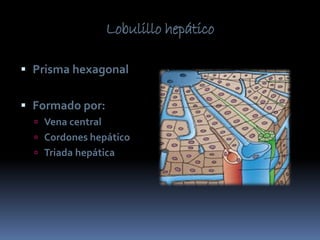 Lobulillo hepático
Prisma hexagonal
Formado por:
Vena central
Cordones hepático
Triada hepática