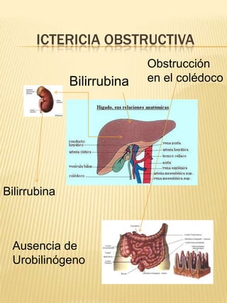 Pruebas bioquímicas indicadoras de la capacidad de síntesis y metabólicas Medida de albúmina y globulinasDeterminación de factores de coagulaciónMedida de amoniaco en sangrePruebas indicadoras del metabolismo hepático de hidratos de carbono y lípidos.