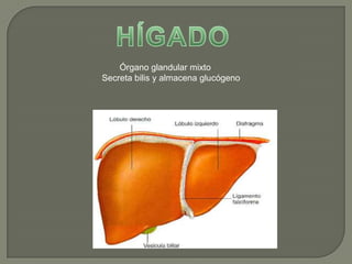 HÍGADO Órgano glandular mixto Secreta bilis y almacena glucógeno 