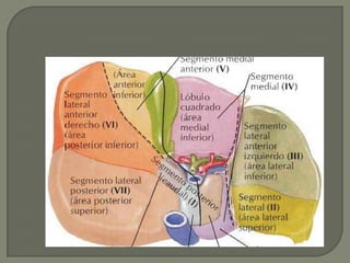Lateral Derecha: de 8 a 10 cm transversalmente;15 a 20 anteroposteriormente. Impresión renal, suprarrenal, cólica, duodenal.Media: Lóbulo cuadrado y lóbulo de Speigel( post)Lateral izq. Impresión gástrica; tubérculo epiploico del hígado y del páncreas.Zonas
