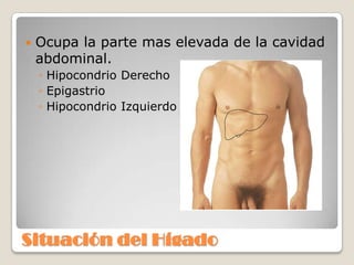 Situación del Hígado
 Ocupa la parte mas elevada de la cavidad
abdominal.
◦ Hipocondrio Derecho
◦ Epigastrio
◦ Hipocondrio Izquierdo
 
