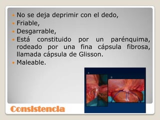Consistencia
 No se deja deprimir con el dedo,
 Friable,
 Desgarrable,
 Está constituido por un parénquima,
rodeado por una fina cápsula fibrosa,
llamada cápsula de Glisson.
 Maleable.
 