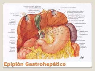 Epiplón Gastrohepático
 