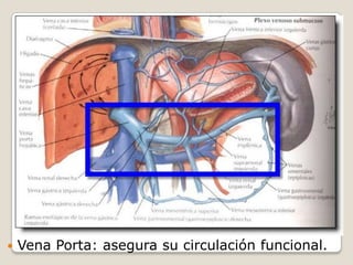  Vena Porta: asegura su circulación funcional.
 
