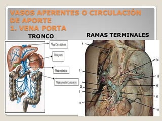 VASOS AFERENTES O CIRCULACIÓN
DE APORTE
1. VENA PORTA
TRONCO RAMAS TERMINALES
 