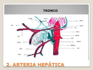 2. ARTERIA HEPÁTICA
TRONCO
 