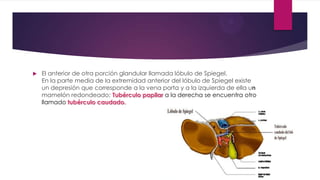  El anterior de otra porción glandular llamada lóbulo de Spiegel.
En la parte media de la extremidad anterior del lóbulo de Spiegel existe
un depresión que corresponde a la vena porta y a la izquierda de ella un
mamelón redondeado; Tubérculo papilar a la derecha se encuentra otro
llamado tubérculo caudado.
 