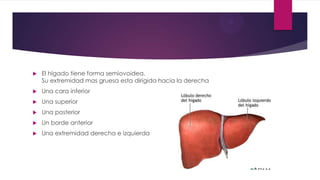  El hígado tiene forma semiovoidea.
Su extremidad mas gruesa esta dirigida hacia la derecha
 Una cara inferior
 Una superior
 Una posterior
 Un borde anterior
 Una extremidad derecha e izquierda
 