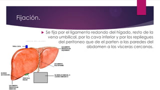 Fijación.
 Se fija por el ligamento redondo del hígado, resto de la
vena umbilical, por la cava inferior y por los repliegues
del peritoneo que de el parten a las paredes del
abdomen a las vísceras cercanas.
 