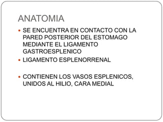 ANATOMIA
 SE ENCUENTRA EN CONTACTO CON LA

PARED POSTERIOR DEL ESTOMAGO
MEDIANTE EL LIGAMENTO
GASTROESPLENICO
 LIGAMENTO ESPLENORRENAL
 CONTIENEN LOS VASOS ESPLENICOS,

UNIDOS AL HILIO, CARA MEDIAL

 