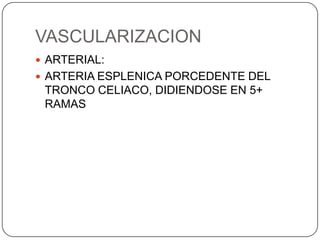 VASCULARIZACION
 ARTERIAL:
 ARTERIA ESPLENICA PORCEDENTE DEL

TRONCO CELIACO, DIDIENDOSE EN 5+
RAMAS

 