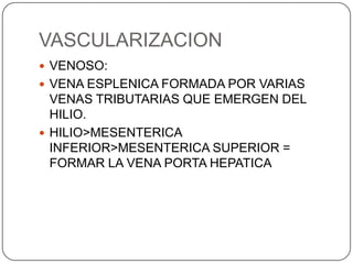 VASCULARIZACION
 VENOSO:
 VENA ESPLENICA FORMADA POR VARIAS

VENAS TRIBUTARIAS QUE EMERGEN DEL
HILIO.
 HILIO>MESENTERICA
INFERIOR>MESENTERICA SUPERIOR =
FORMAR LA VENA PORTA HEPATICA

 