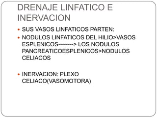 DRENAJE LINFATICO E
INERVACION
 SUS VASOS LINFATICOS PARTEN:
 NODULOS LINFATICOS DEL HILIO>VASOS

ESPLENICOS--------> LOS NODULOS
PANCREATICOESPLENICOS>NODULOS
CELIACOS
 INERVACION: PLEXO

CELIACO(VASOMOTORA)

 