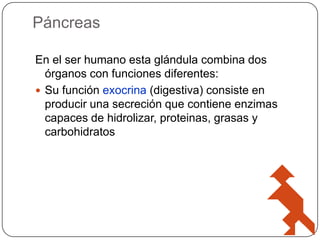 Páncreas
En el ser humano esta glándula combina dos
órganos con funciones diferentes:
 Su función exocrina (digestiva) consiste en
producir una secreción que contiene enzimas
capaces de hidrolizar, proteinas, grasas y
carbohidratos

 