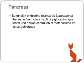 Páncreas
 Su función endocrina (islotes de Langerhans)

liberan las hormonas insulina y glucagon, que
tienen una acción central en el metabolismo de
los carbohidratos

 