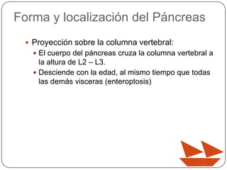 Forma y localización del Páncreas
 Proyección sobre la columna vertebral:
 El cuerpo del páncreas cruza la columna vertebral a

la altura de L2 – L3.
 Desciende con la edad, al mismo tiempo que todas
las demás visceras (enteroptosis)

 