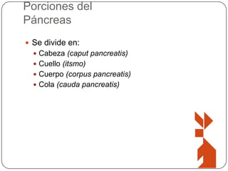 Porciones del
Páncreas
 Se divide en:
 Cabeza (caput pancreatis)
 Cuello (itsmo)
 Cuerpo (corpus pancreatis)
 Cola (cauda pancreatis)

 