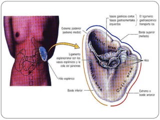 LOCALIZACION
 SE SITUA EN LA REGION ANTERLATERAL DEL

CSI GOZANDO PROTECCION DE LA CAJA
TORACICA INFERIOR

 