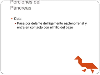 Porciones del
Páncreas
 Cola:
 Pasa por delante del ligamento esplenorrenal y

entra en contacto con el hilio del bazo

 
