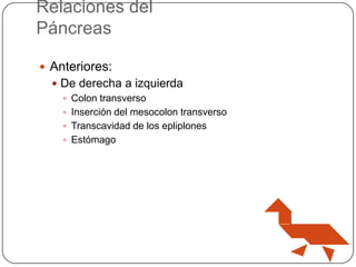 Relaciones del
Páncreas
 Anteriores:
 De derecha a izquierda
 Colon transverso
 Inserción del mesocolon transverso
 Transcavidad de los epliplones
 Estómago

 