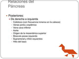 Relaciones del
Páncreas
 Posteriores:
 De derecha a izquierda
 Colédoco (con frecuencia inmerso en la cabeza)
 Venas porta y esplénica
 Vena cava inferior
 Aorta
 Origen de la mesentérica superior
 Músculo psoas izquierdo
 Suprarrenal y riñón izquierdos
 Hilio del bazo

 