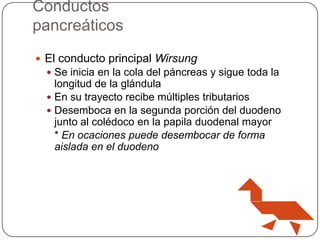 Conductos
pancreáticos
 El conducto principal Wirsung
 Se inicia en la cola del páncreas y sigue toda la

longitud de la glándula
 En su trayecto recibe múltiples tributarios
 Desemboca en la segunda porción del duodeno
junto al colédoco en la papila duodenal mayor
* En ocaciones puede desembocar de forma
aislada en el duodeno

 