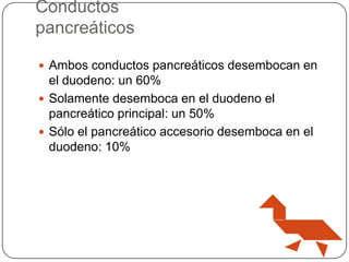 Conductos
pancreáticos
 Ambos conductos pancreáticos desembocan en

el duodeno: un 60%
 Solamente desemboca en el duodeno el
pancreático principal: un 50%
 Sólo el pancreático accesorio desemboca en el
duodeno: 10%

 