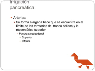 Irrigación
pancreática
 Arterias:
 Su forma alargada hace que se encuentre en el

límite de los territorios del tronco celiaco y la
mesentérica superior
 Pancreaticoduodenal




Superior
Inferior

 