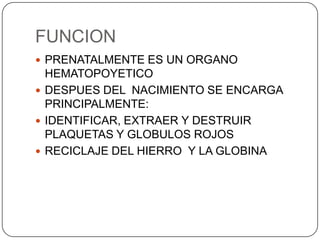 FUNCION
 PRENATALMENTE ES UN ORGANO

HEMATOPOYETICO
 DESPUES DEL NACIMIENTO SE ENCARGA
PRINCIPALMENTE:
 IDENTIFICAR, EXTRAER Y DESTRUIR
PLAQUETAS Y GLOBULOS ROJOS
 RECICLAJE DEL HIERRO Y LA GLOBINA

 