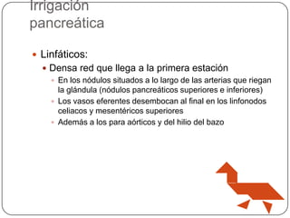 Irrigación
pancreática
 Linfáticos:
 Densa red que llega a la primera estación
 En los nódulos situados a lo largo de las arterias que riegan
la glándula (nódulos pancreáticos superiores e inferiores)
 Los vasos eferentes desembocan al final en los linfonodos
celiacos y mesentéricos superiores
 Además a los para aórticos y del hilio del bazo

 