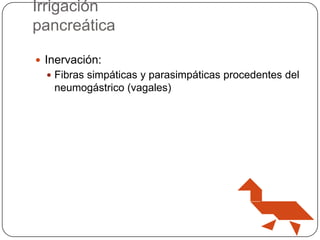 Irrigación
pancreática
 Inervación:
 Fibras simpáticas y parasimpáticas procedentes del

neumogástrico (vagales)

 
