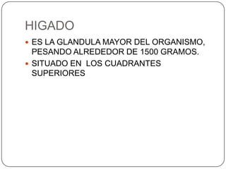 HIGADO
 ES LA GLANDULA MAYOR DEL ORGANISMO,

PESANDO ALREDEDOR DE 1500 GRAMOS.
 SITUADO EN LOS CUADRANTES
SUPERIORES

 