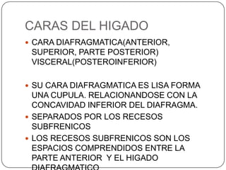 CARAS DEL HIGADO
 CARA DIAFRAGMATICA(ANTERIOR,

SUPERIOR, PARTE POSTERIOR)
VISCERAL(POSTEROINFERIOR)
 SU CARA DIAFRAGMATICA ES LISA FORMA

UNA CUPULA. RELACIONANDOSE CON LA
CONCAVIDAD INFERIOR DEL DIAFRAGMA.
 SEPARADOS POR LOS RECESOS
SUBFRENICOS
 LOS RECESOS SUBFRENICOS SON LOS
ESPACIOS COMPRENDIDOS ENTRE LA
PARTE ANTERIOR Y EL HIGADO

 