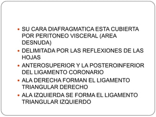  SU CARA DIAFRAGMATICA ESTA CUBIERTA







POR PERITONEO VISCERAL (AREA
DESNUDA)
DELIMITADA POR LAS REFLEXIONES DE LAS
HOJAS
ANTEROSUPERIOR Y LA POSTEROINFERIOR
DEL LIGAMENTO CORONARIO
ALA DERECHA FORMAN EL LIGAMENTO
TRIANGULAR DERECHO
ALA IZQUIERDA SE FORMA EL LIGAMENTO
TRIANGULAR IZQUIERDO

 